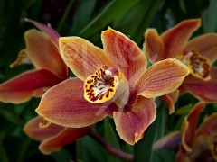 TASMANIA Orchid
